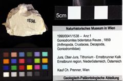 Foto (Objket + Etiketten) von Goniodromites bidentatus (Reuss, 1859) 